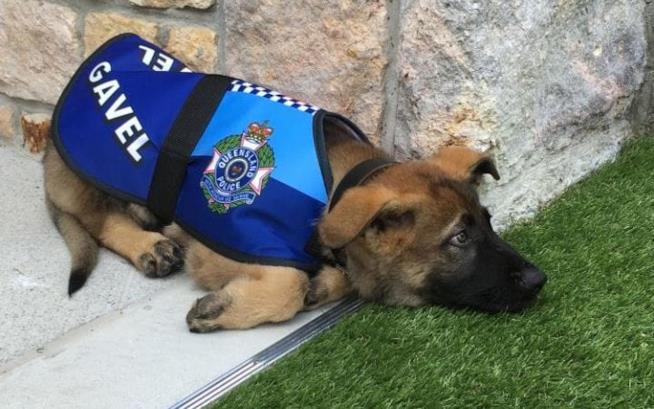 Ecco Gavel da piccolo, quando è stato estromesso dal servizio in polizia Un'immagine del cane Gavel da piccolo