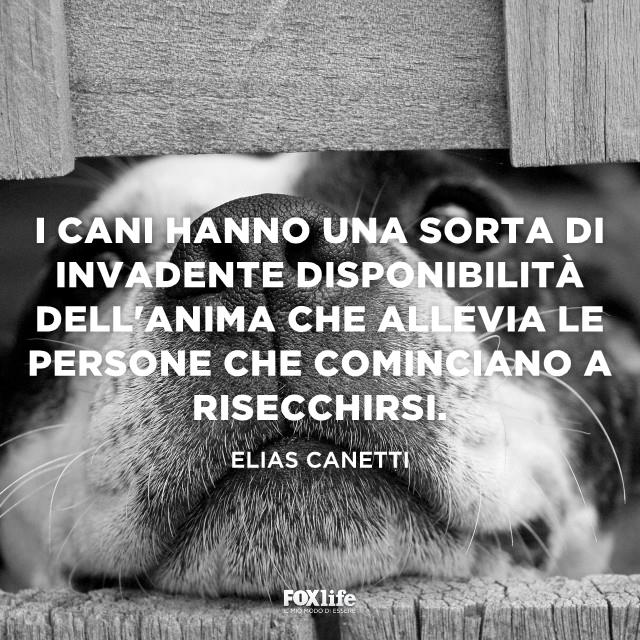 Frase Canetti Muso di un cane in primo piano