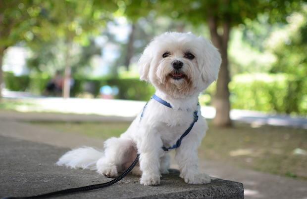 Maltese è una razza di cane talmente piccola da stare in una tazza Maltese