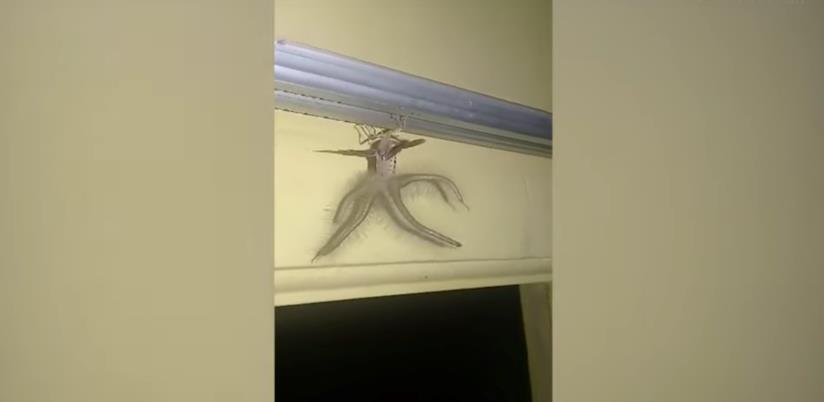 Il Mind Flayer di Stranger Things La creatura di Stranger Things Mind Flayer