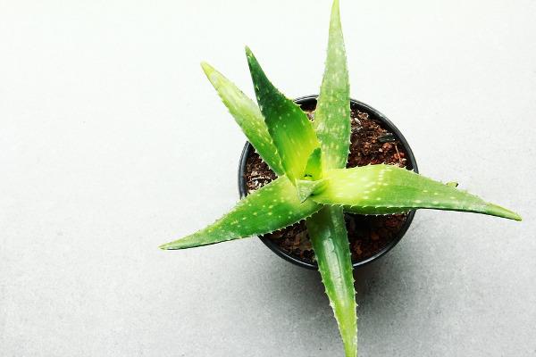 Aloe vera, per combattere le macchie della pelle Una piantina di aloe vera