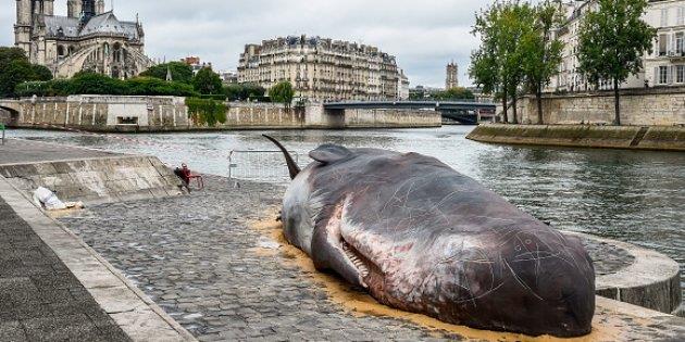 Il capodoglio a Parigi per sensibilizzare sui cambiamenti climatici Immagine dell’installazione di Captain Boomer