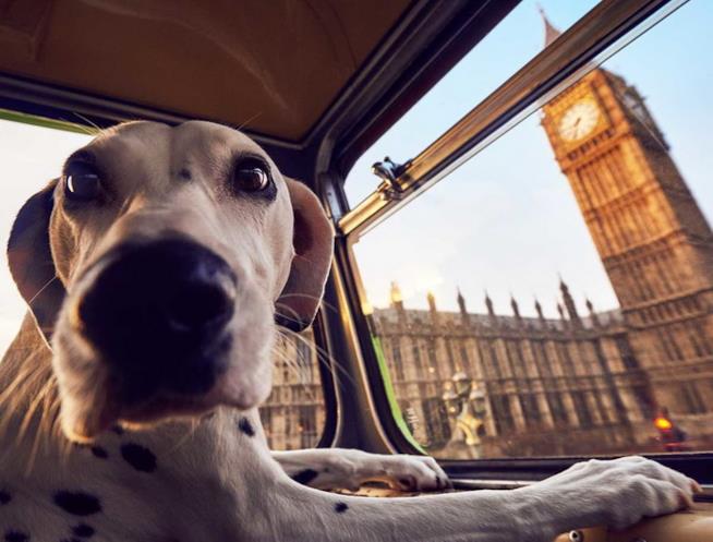 Un cane sul bus speciale in giro per Londra Il bus che a Londra porta in giro i cani e i loro padroni