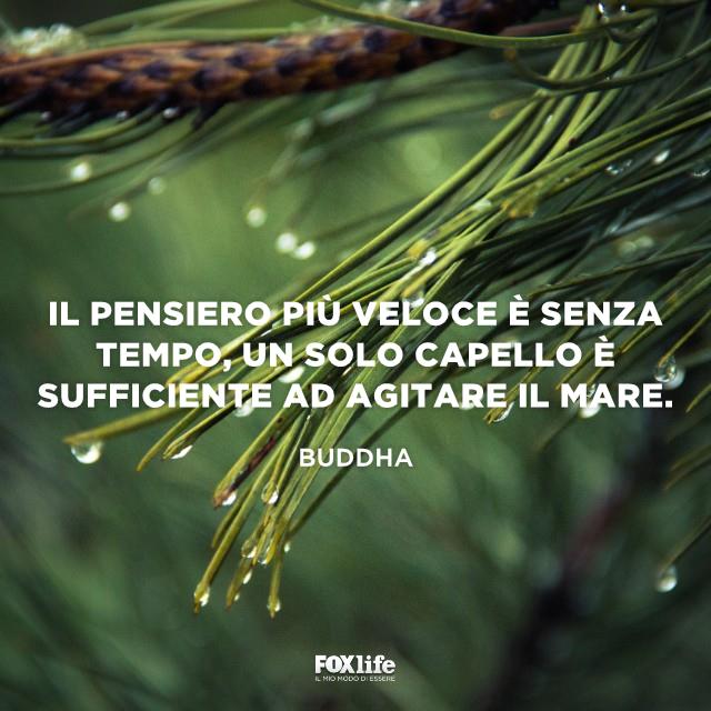 Il pensiero è senza tempo Foglie bagnate di rugiada