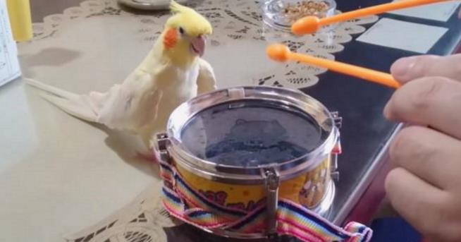 Il calopsitta Mr Inko suona la batteria Un pappagallino che suona la batteria