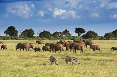 Safari in Africa