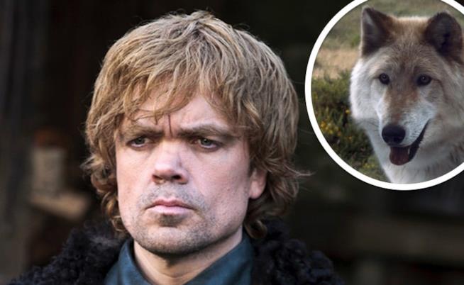 Peter Dinklage è Tyrion Lannister nella settima staginoe de Il Trono di Spade Un character poster di Tyrion Lannister