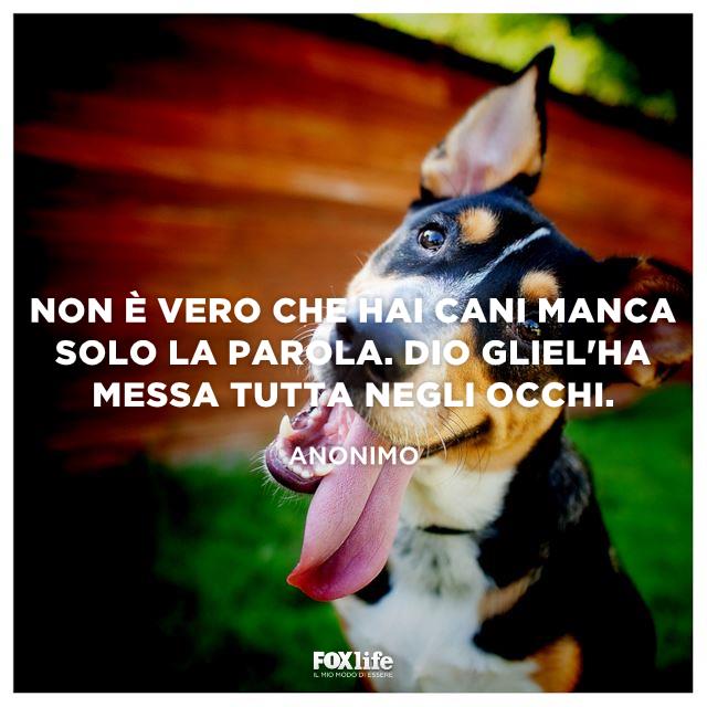 Gli occhi dei cani parlano Cane guarda la fotocamera con la lingua fuori