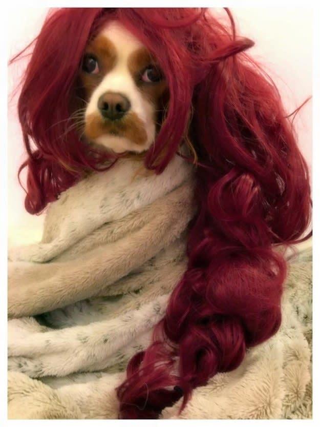 I costumi di Halloween di Game of Thrones Sansa Stark in versione...canina!
