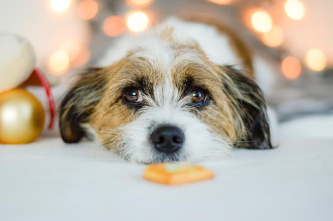 Frasi sui cani Primo piano del muso di un cane
