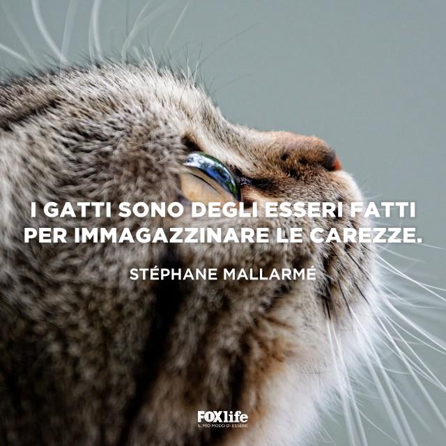Frase Mallarmè Muso di un micetto in primo piano