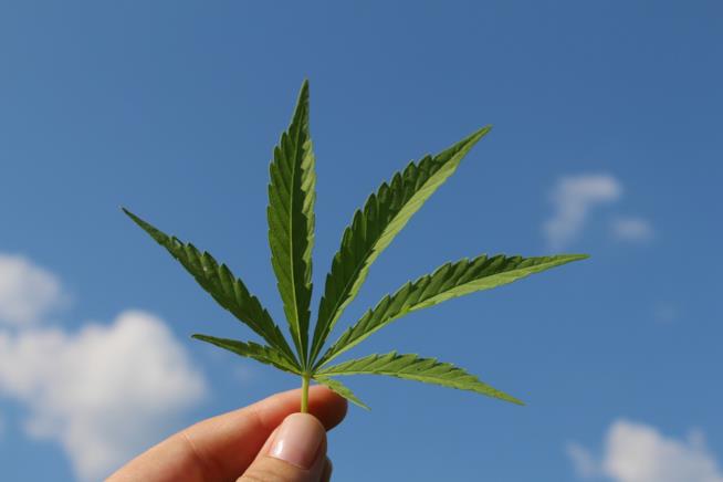 Una foglia di canapa Canapa