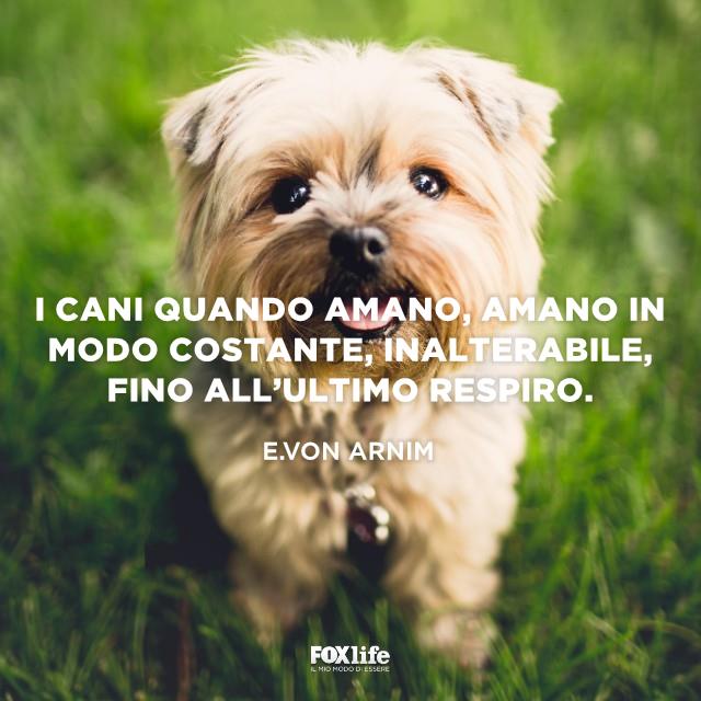 Frase Arnim Cane tutto bianco in un prato