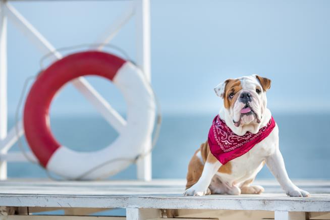Migliori spiagge per cani in Italia Migliori spiagge per cani in Italia