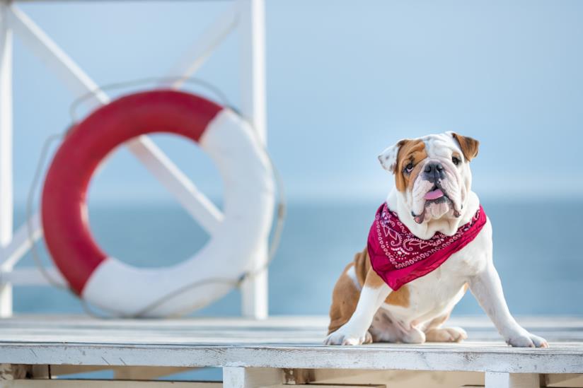 Spiagge Italiane In Cui Sono Ammessi I Cani Estate 2019