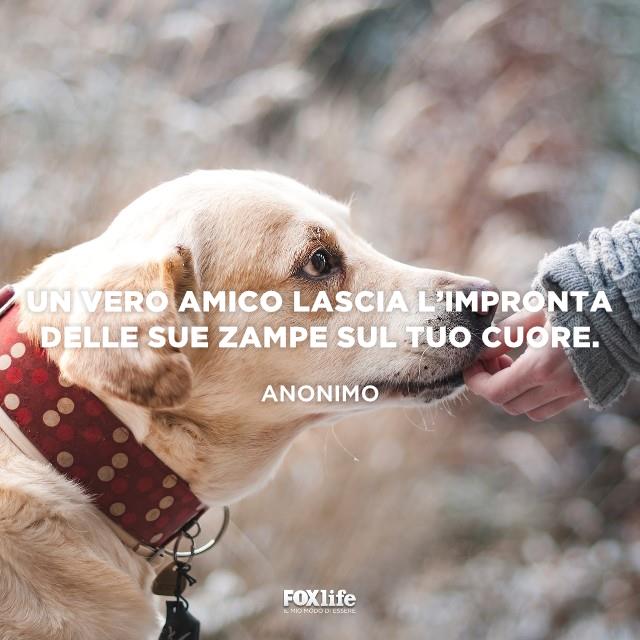 Frase il vero amico è il cane Cane con il muso sulla mano di una donna