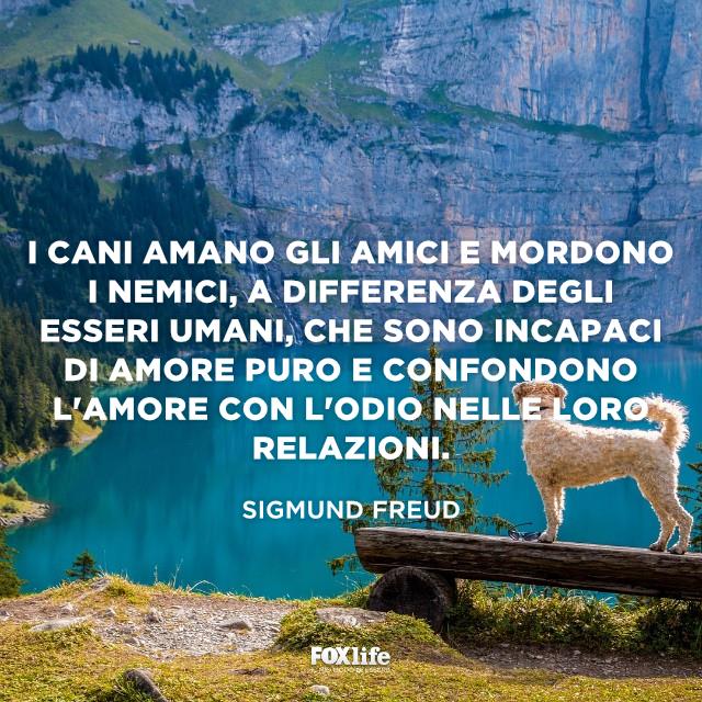 Citazione Freud Cane su un tronco ammira un paesaggio naturale
