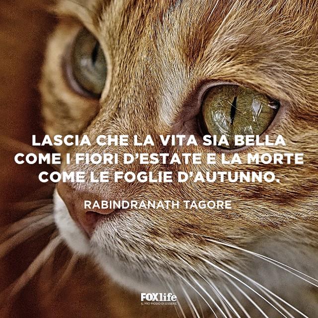 Frase Tagore Primo piano di un gatto color nocciola