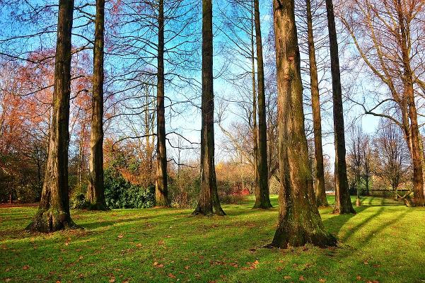 Periodo della processionaria Alberi in un parco