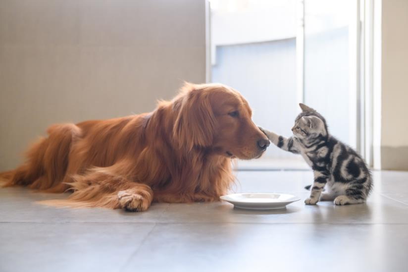 Il bambino che crea papillon ai cani per aiutarli a essere adottati Cani e gatti