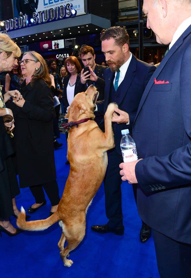 Tom Hardy ed il suo cane Woody alla premiere londinese di Legend L'attore Tom Hardy ed il cane Woody