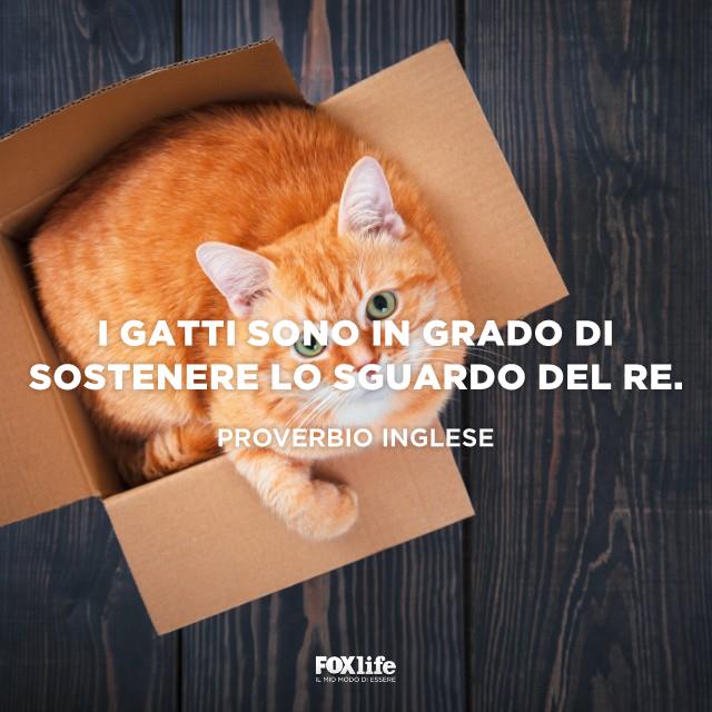 Proverbio inglese sui gatti Gatto seduto in una scatola di cartone