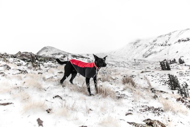 Cane con cappotto Cappotto invernale per cane di grande taglia