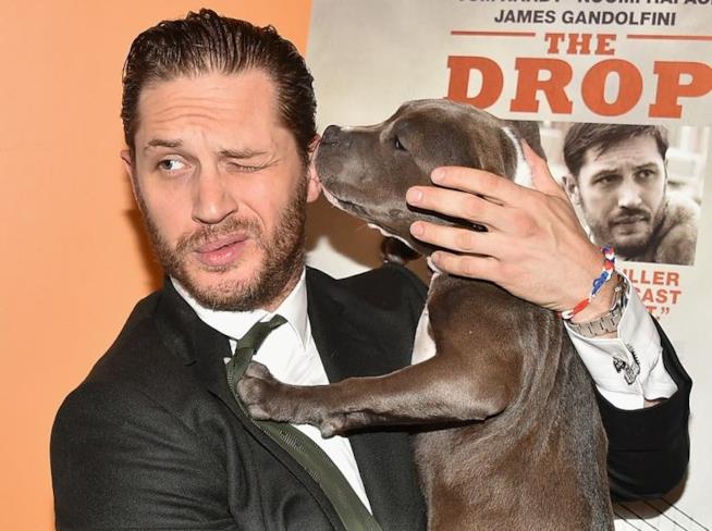 Tom Hardy con un cane alla prima di The Drop Tom Hardy con un cane