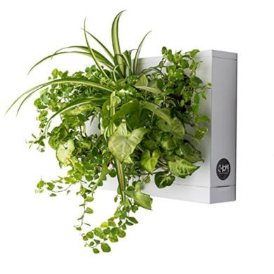 Quadro Vegetale
