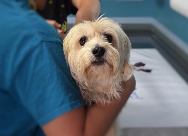 I rimedi al contatto con la processionaria Cane dal veterinario