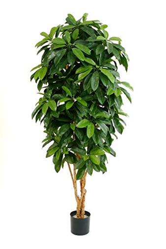 Schefflera artificiale