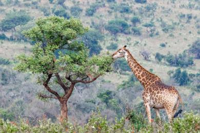 Tour del Sudafrica - Safari al Parco Kruger e in Swaziland