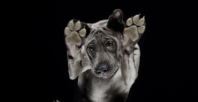 Un cane nero nel progetto Under-Dog del fotografo Andrius Burba Un cane nero fotografato dal basso dal fotografo Andrius Burba