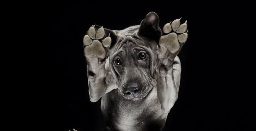 Un cane nero nel progetto Under-Dog del fotografo Andrius Burba Un cane nero fotografato dal basso dal fotografo Andrius Burba