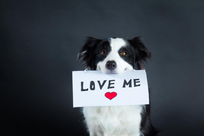 La scelta vegana nella moda come forma d'amore verso gli animali Un cane border collie tiene stretto in bocca un cartello con la scritta love me e un cuore disegnato