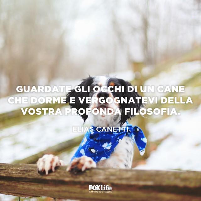Frase Elias Cane guarda fuori un cancello