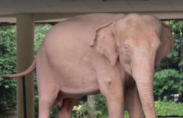 Elefante albino: le caratteristiche di questo esemplare rarissimo. Un elefante albino.