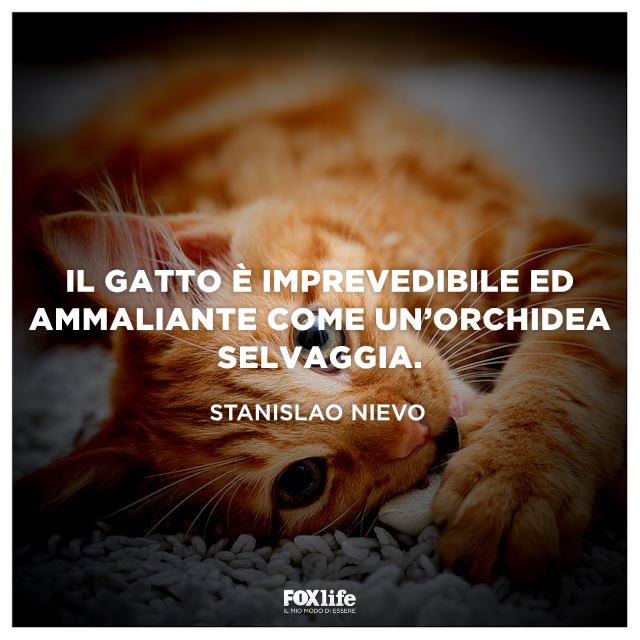 Frase Nievo Gattino sdraiato sul letto