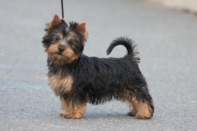 Cagnolini Di Piccolissima Taglia
