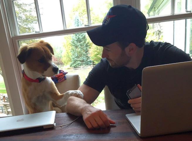 Chris Evans con il cane Dodger L'attore Chris Evans con il suo cane