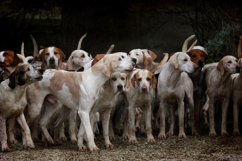 Si chiama "Dog is good", l'asilo per cani creato da Federica a Seregno. Tanti cani.
