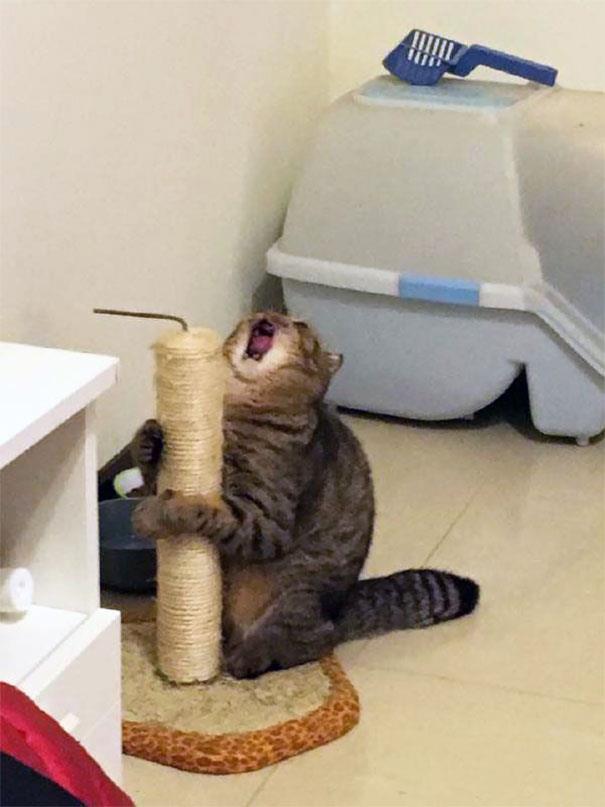 Gatto che piange disperato Un gatto che piange disperato