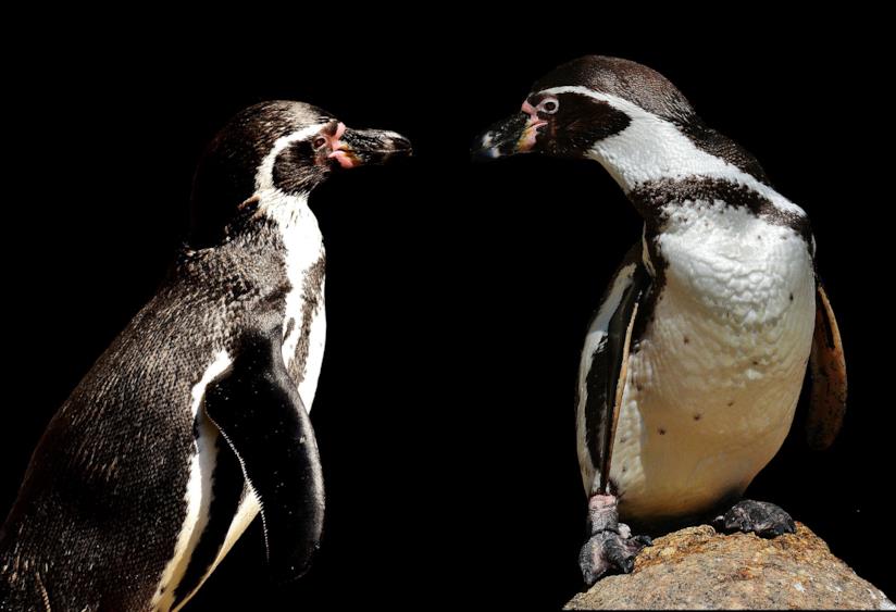 Due pinguini Una coppia di pinguini
