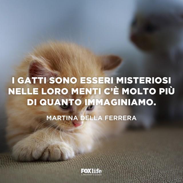 Frase Ferrera Gattino accucciato in poltrona