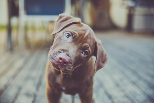 Un cane storce la tesa incuriosito Primo piano di un cucciolo che piega la testa