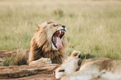 Tour del Sudafrica - Safari al Parco Kruger e in Swaziland