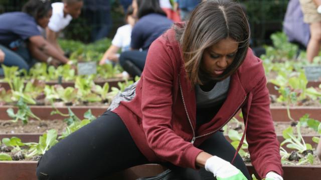 Michelle Obama alla Casa Bianca La Ex First Lady USA nell'orto di casa