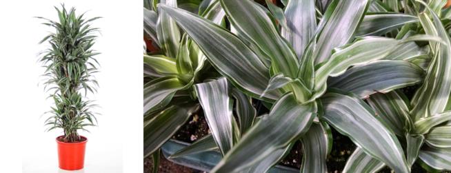 Dracena Warneckei Dracaena fragrans, gruppo Deremensis “Warneckei”
