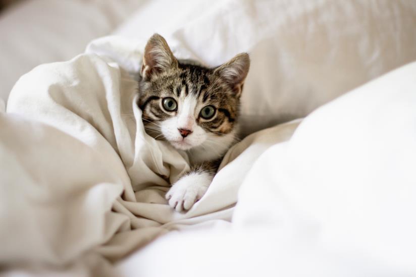 Giornata mondiale del gatto: i nomi da dare ai mici Gatto