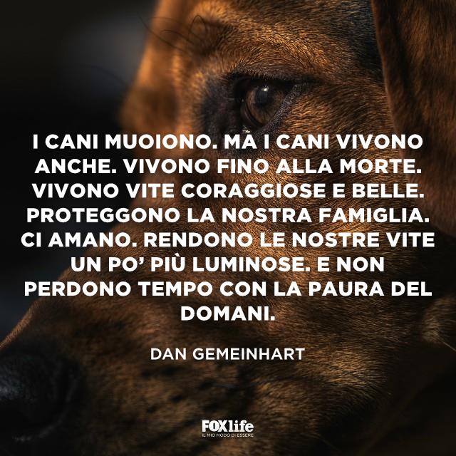Frase Dan Cane in penombra
